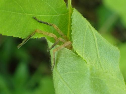 Olios argelasius